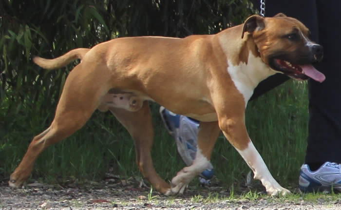 DDDawgs Red Bull (AI)